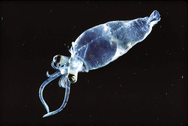 glass-squid-1.jpg