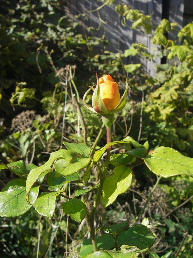 rose bud.jpg