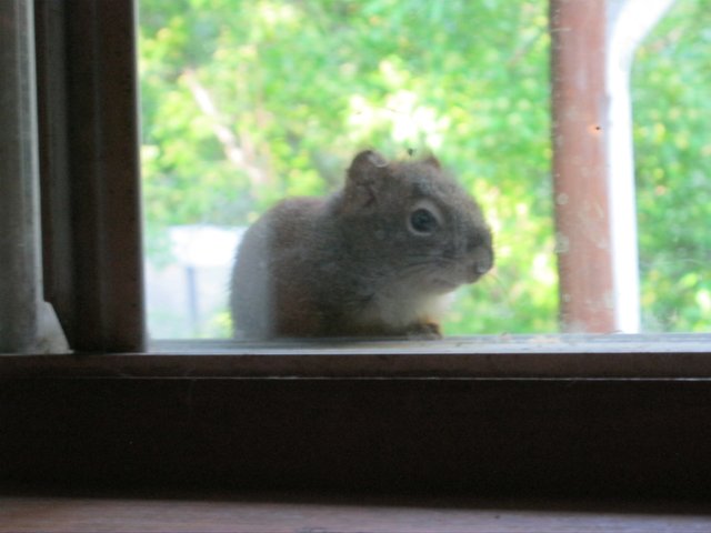 squirrel looking through window.JPG