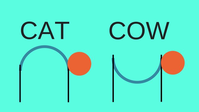 Cat and cow fitinfun.jpg