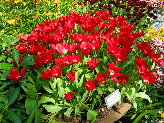 Tulipa pretty woman 1.jpg