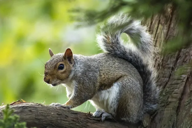 squirrel-8211238_1280.webp