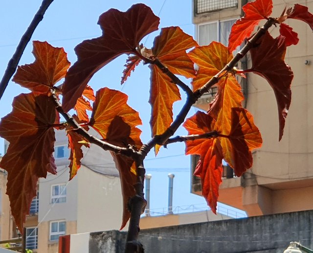 redbacklitleaves.jpeg