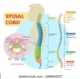 spinal-cord-schematic-diagram-all-260nw-1008694237.webp