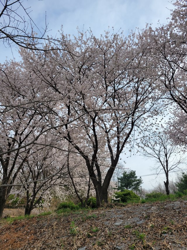20250412_081716.jpg