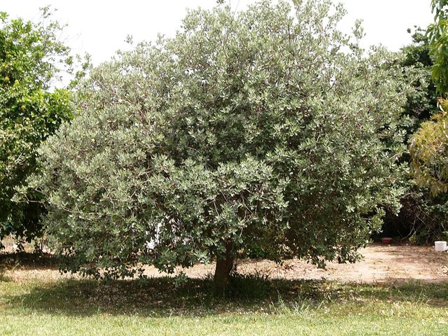 FeijoaCCyelod.jpg