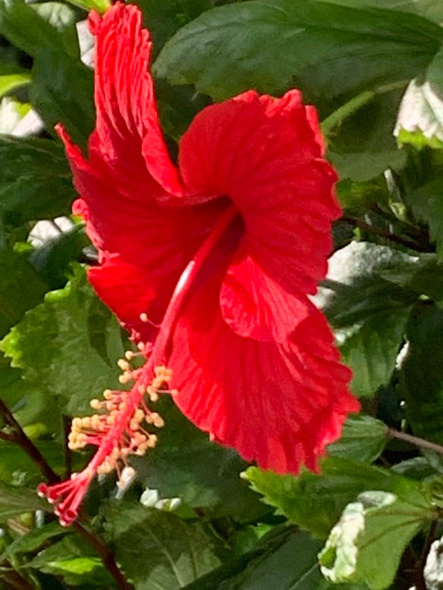 flower102.jpg