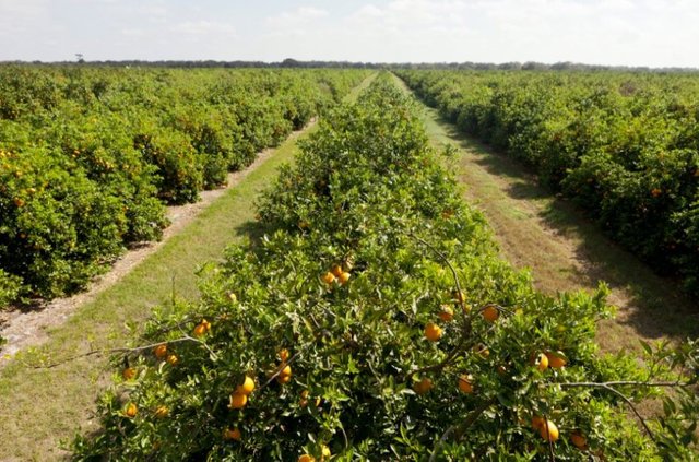 Growing-Oranges-planting-season.jpg