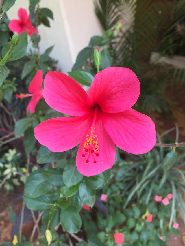 Hibiscus Flower_1.jpeg