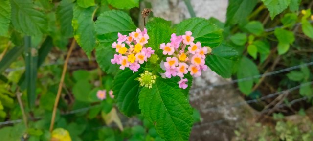 lantana.jpg