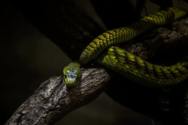snake-8282641_1280 (1).webp