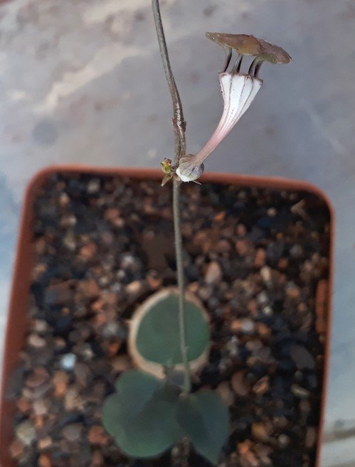 ceropegia rendallii flower.jpg