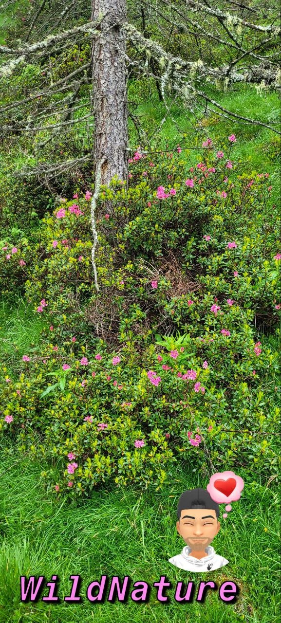 Rododendro 3.jpg