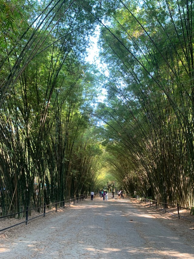 Bamboo Tunnel16.jpg