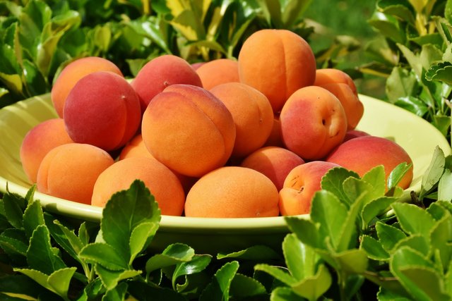 apricots-1522680_1920.jpg