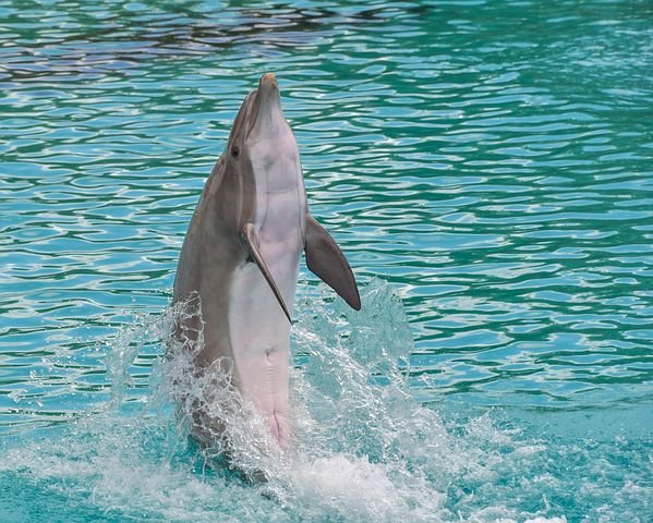 dolphin-3416525__480.jpg