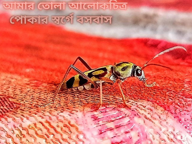 আমার তোলা আলোকচিত্র.jpg