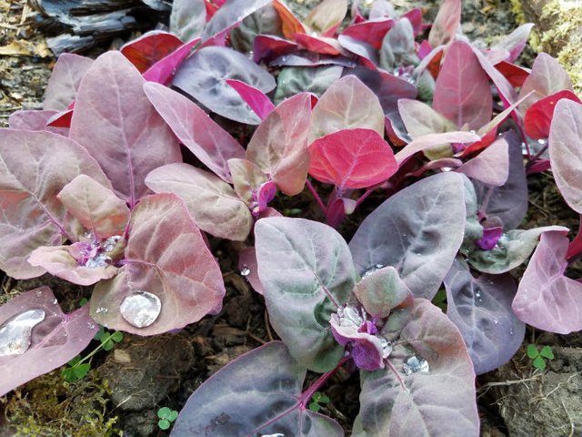 direct-seeded-orach.jpg