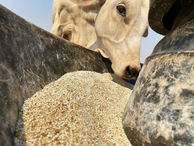 protein-energy-supplementation-beef-cattle-dry-season-grass_1213339-2169.jpg