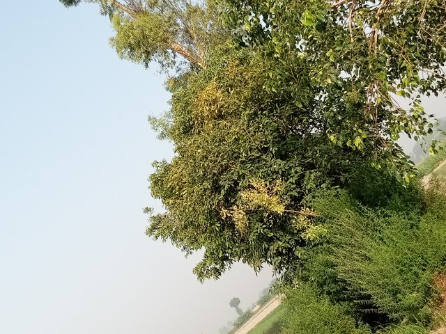 IMG_20210618_070303_218.jpg