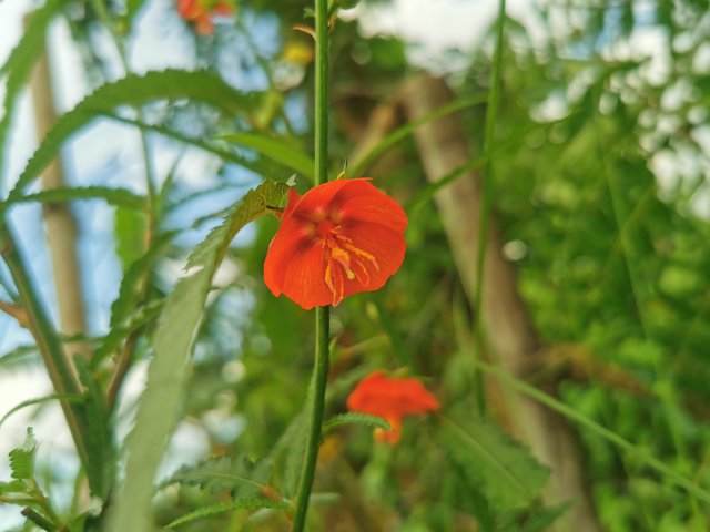 IMG_20240924_155028.jpg