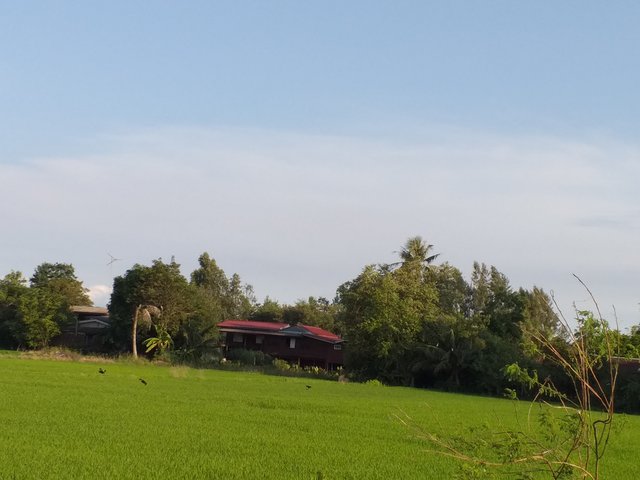 countryside view11.jpg