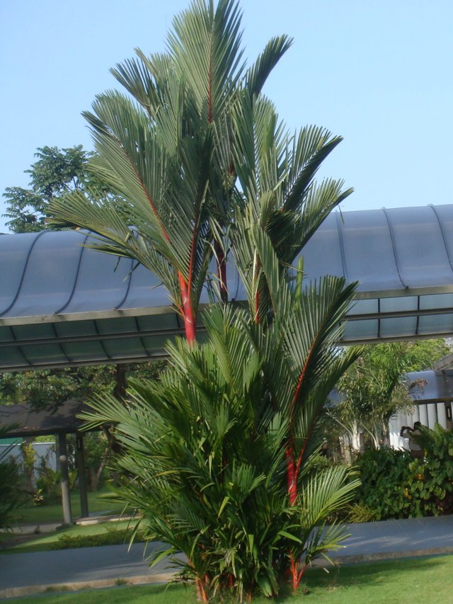 Red Palm.JPG