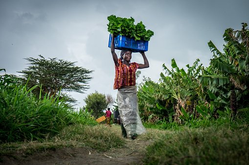 vegetable-farmer.jpg