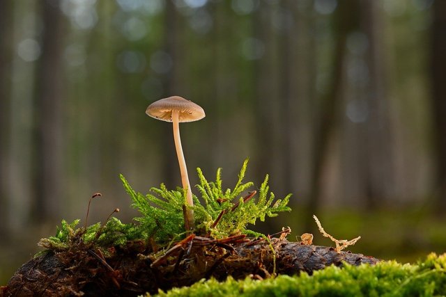 mushroom-8512804_1280.jpg
