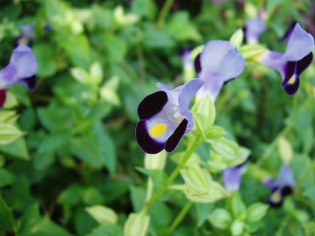 Queen Sirikit Park - flower