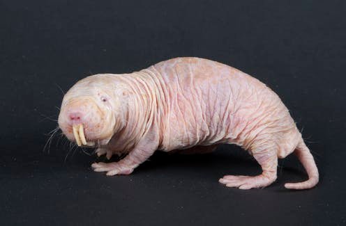 Mole Rat.jpg