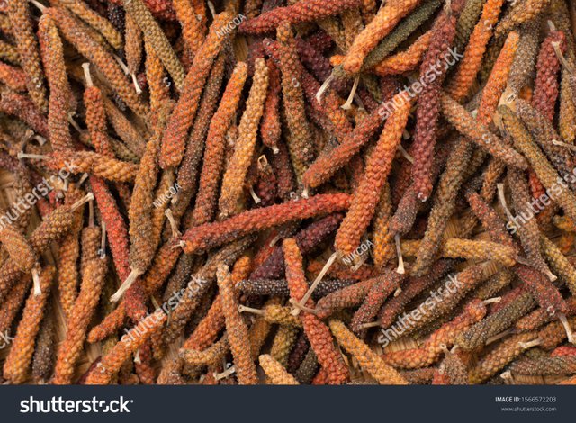 LONG PEPPER.jpg