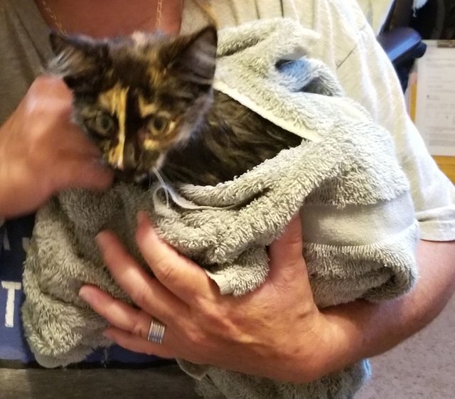 20180804_193123 - Truffle after her first bath.jpg