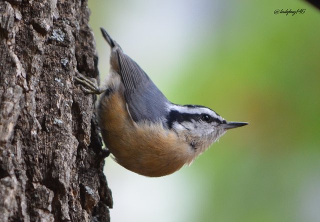 red breasted nuthatch.jpg