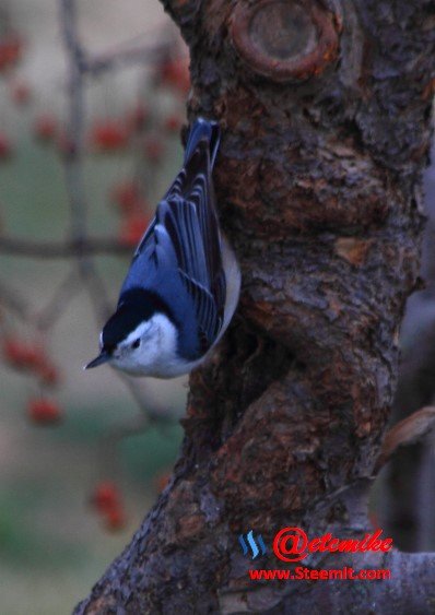 White-breasted Nuthatch PFW024.jpg