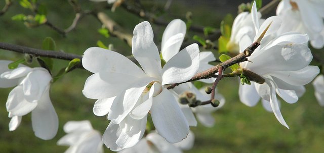 5622082433-magnolia (FILEminimizer).jpg