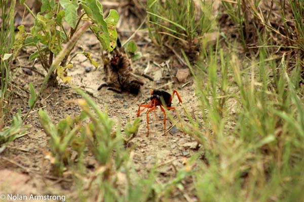 Wasp vs babboon spider 2.jpg