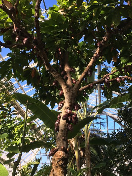 Smith Greenhouses - jungle room cacao crop January 2020.jpg