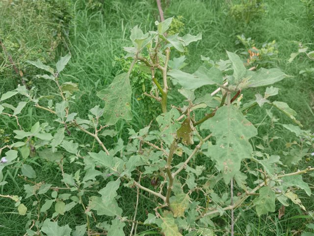 IMG20250610135234.jpg