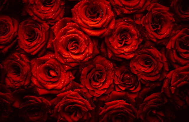 Roses (1).jpg