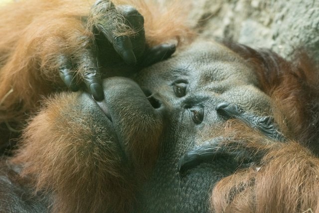 2018-06-29-HOUSTON_ZOO_Orangutans-7.jpg