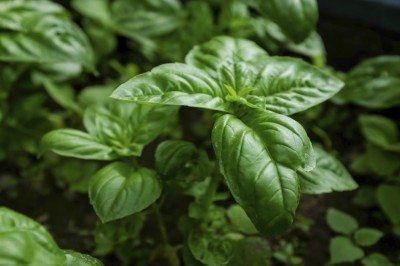 basil-400x266.jpg