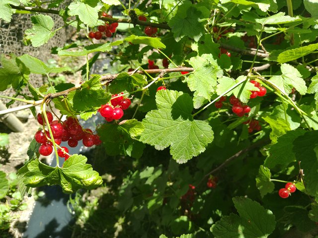 IMG_20250630_141459.jpg