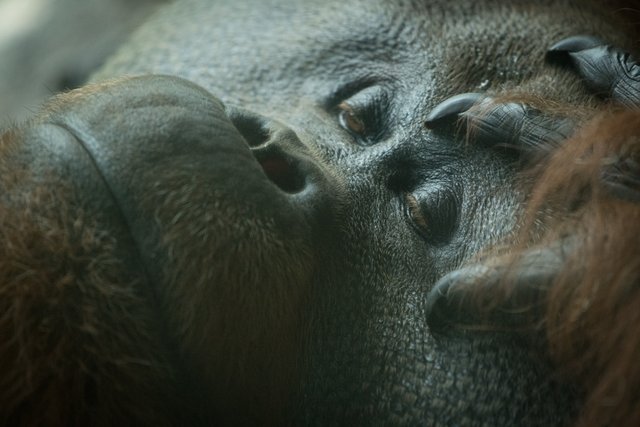 2018-06-29-HOUSTON_ZOO_Orangutans-1.jpg
