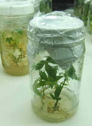 cultivo in vitro de yuca.png