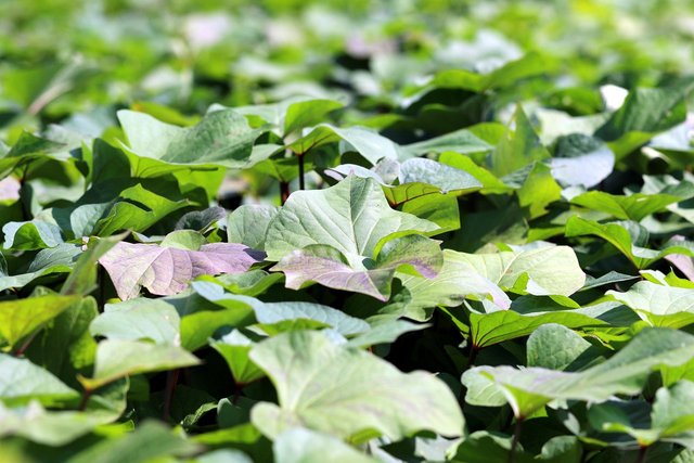 sweet-potato-5600480_1280.jpg