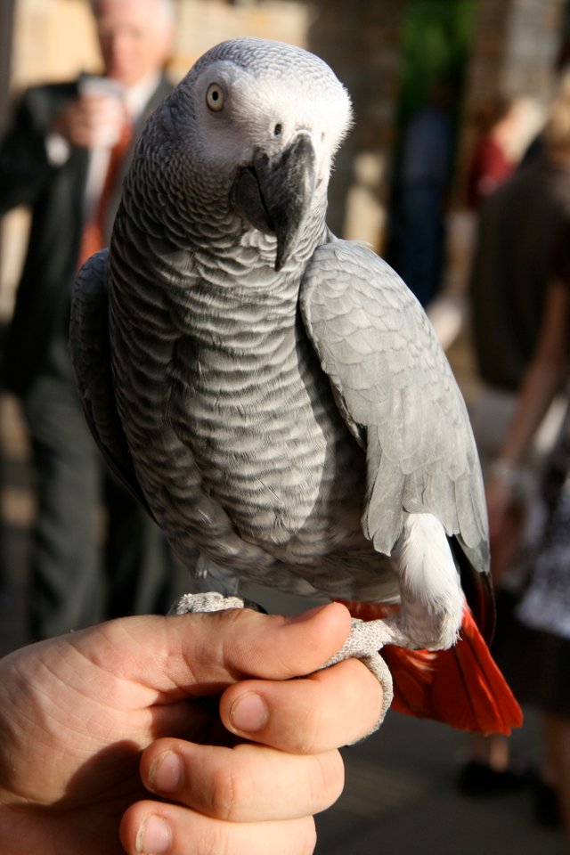 African_Grey_Parrot_(Psittacus_erithacus)_-held_on_hand.jpg