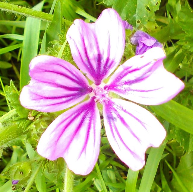 Flower Photography Purple Unk Flower Close-up Unk Flower May 28 2017.jpg