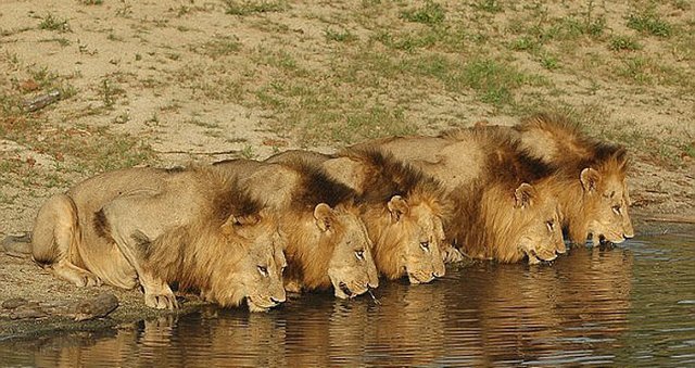 lions-at-water-new.jpg