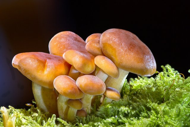 mushrooms-2279558_1920.jpg
